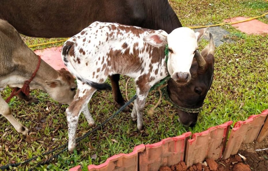 Gopi Resort in Neral