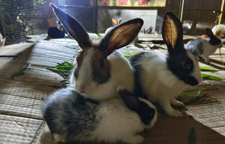 Gopi Resort in Neral