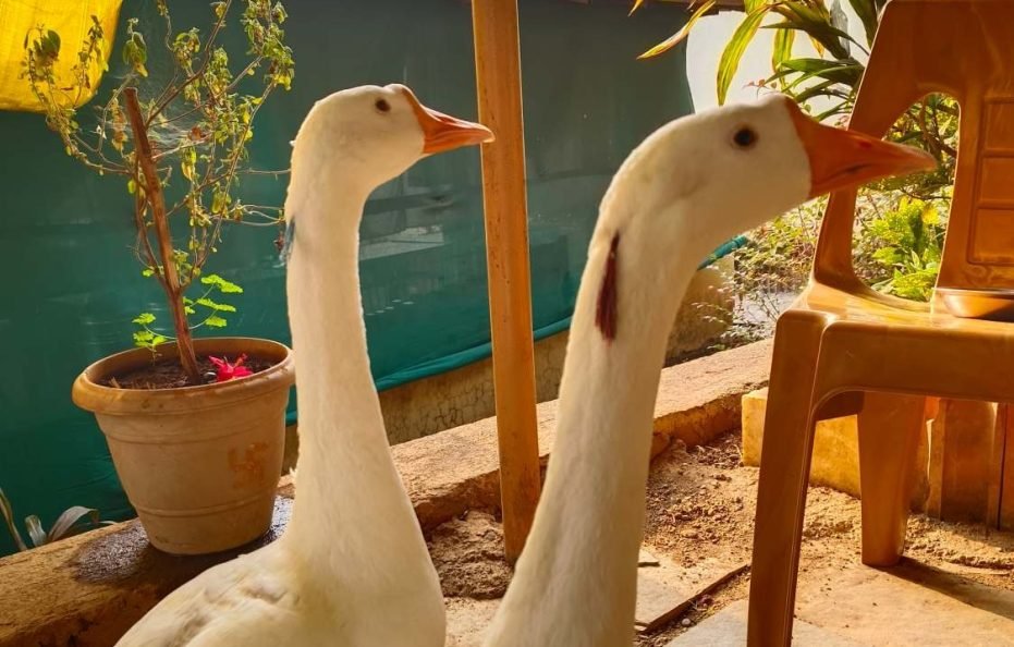 Gopi Resort in Neral