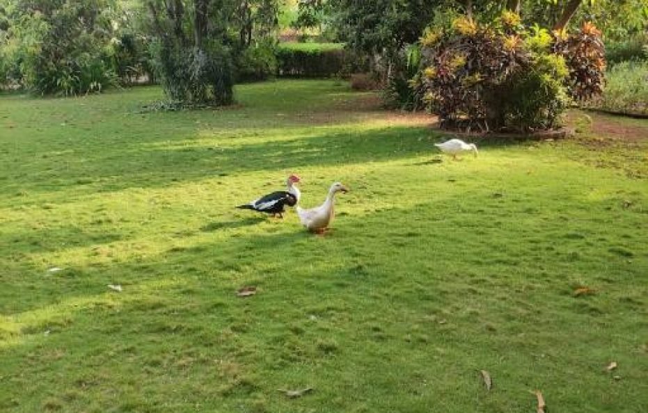 Prince farm House solace in Badlapur