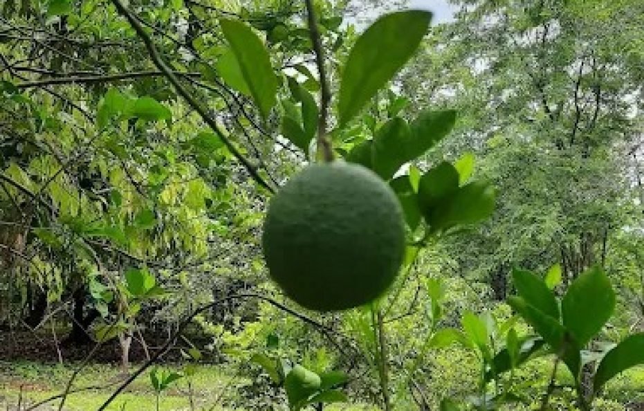 Manasprabha Farmhouse Karjat
