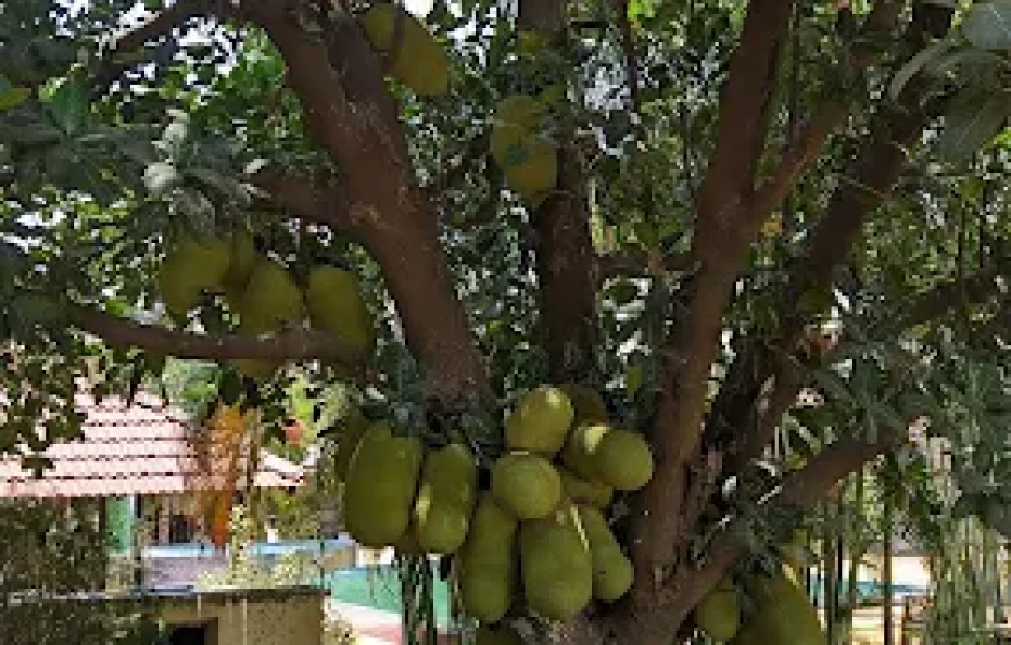 Nakshatra Farm Karjat